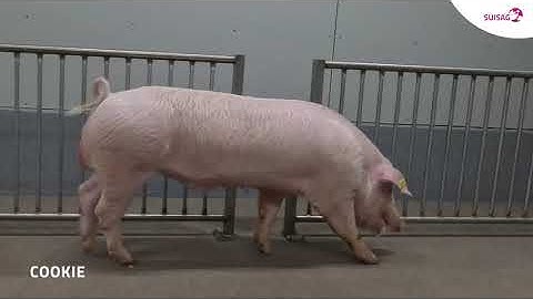 2025 03 Cookie 464 D13