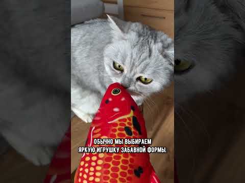 Почему коты игнорируют игрушки для котов, а предпочитают играть с фантиком или резинкой #коты #кот