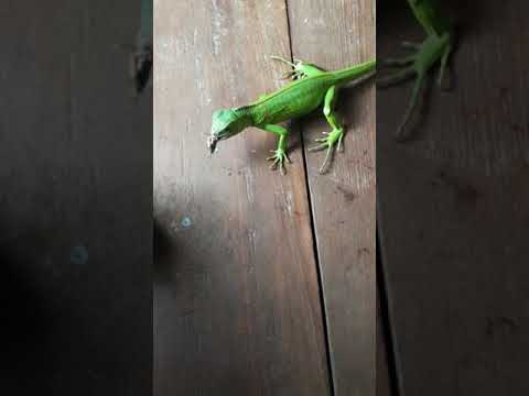 Video: Adakah iguana makan cengkerik?