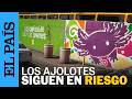 La fiebre por los AJOLOTES en Ciudad de México | EL PAÍS