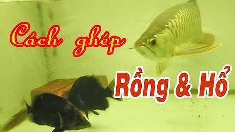 Cách ghép cá Rồng với các loài cá cộng đồng: 3 điểm quan trọng để thành công..!