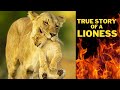 A true Heartbreaking story of a Lioness,the last lions documentary