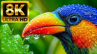 COLORFUL BIRDS 8K ULTRA HD – Scenic Wildlife Relaxation Film With Calming Music screenshot 3