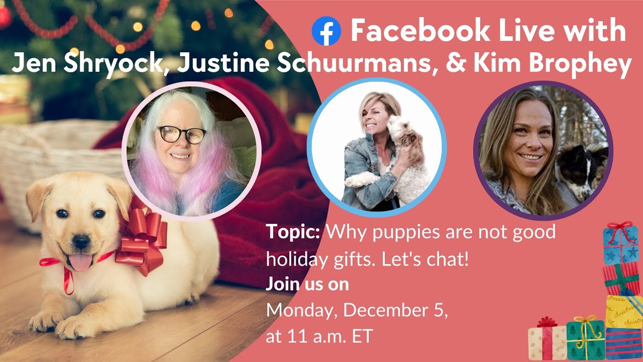 Dogs as holiday gifts?