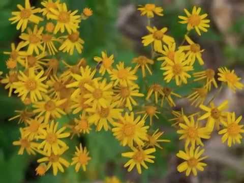 Plant portrait - Golden ragwort (Packera aurea)