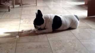 Bouledogue Français Isa Saint Hilaire Les Cambrai