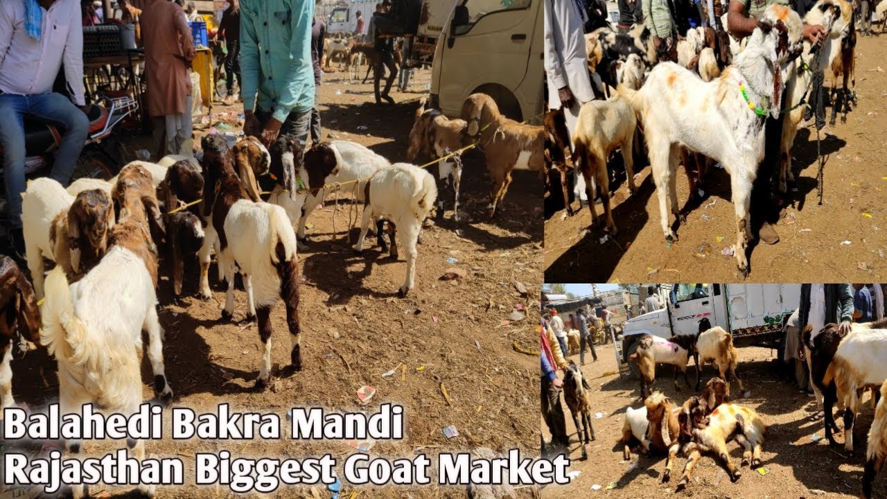 Balahedi Bakra Mandi |Rajasthan biggest Goat market balahedi |Tips For Goats