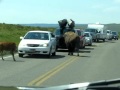 Yellowstone National Park - Hayden Valley Bisons