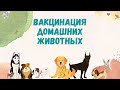 ВАКЦИНАЦИЯ ДОМАШНИХ ЖИВОТНЫХ