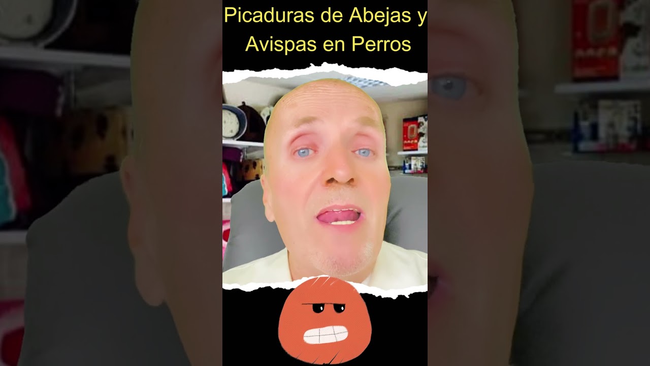 ⚠️ ¿QUÉ HACER EN CASO DE UNA PICADURA DE ABEJA O AVISPA EN PERROS? ⚠️ INCLUSO EN LA BOCA