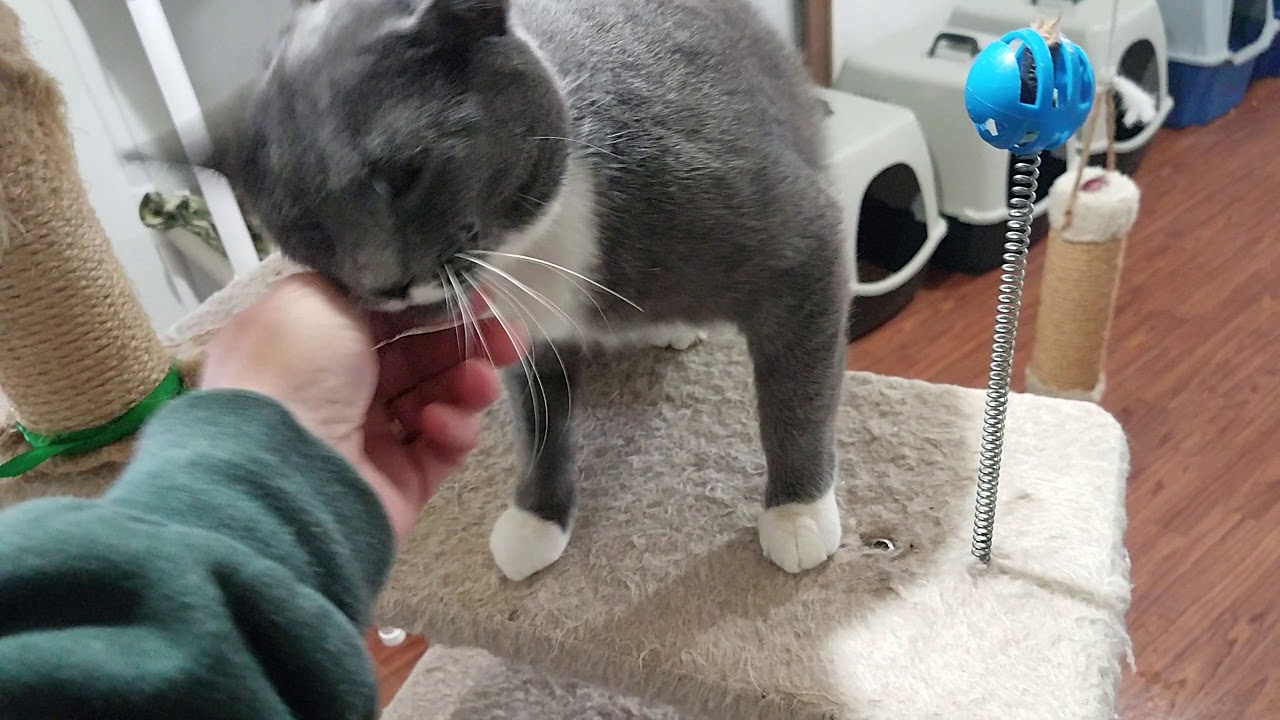 Cinci female cat - 1-1/2 yr. old spayed, up to date on vaccines, FIV