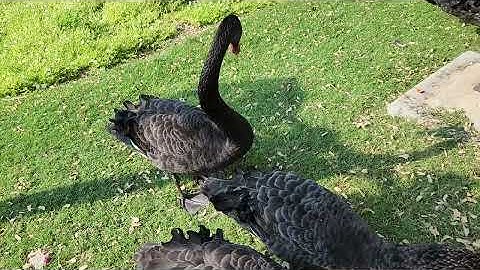 Dubai Tour Mr.Alam Dubai Safari black swan rare species 