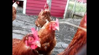 Chickens Clucking