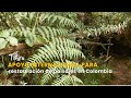 Apoyo internacional para restauración de paisajes en Colombia- TvAgro por Juan Gonzalo Angel