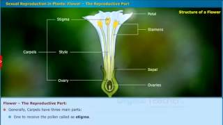 Sexual Reproduction in Plants, Class 10 Biology SSC | Digital Teacher screenshot 3