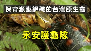 【動物保育】永安護龜隊保育瀕臨絕種的台灣原生龜 (我們的島 1144集 20220221)