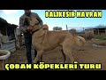 DEV KÖPEKLERİ GEZMEYE DEVAM #BALIKESİR #HAVRAN