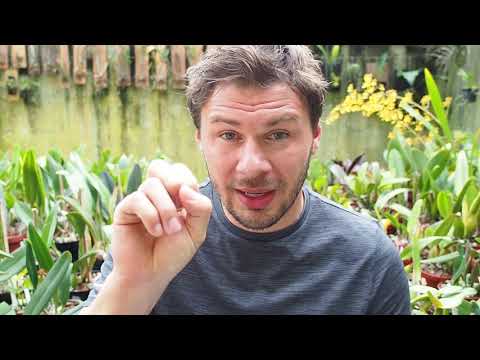 Video: Ungewöhnliche Orchideen (Teil 2)