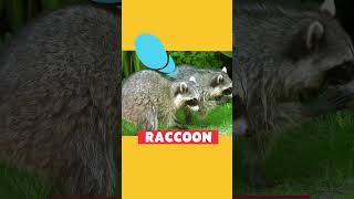 Animal Alphabet | R is for Raccoon | PBS KIDS #Shorts