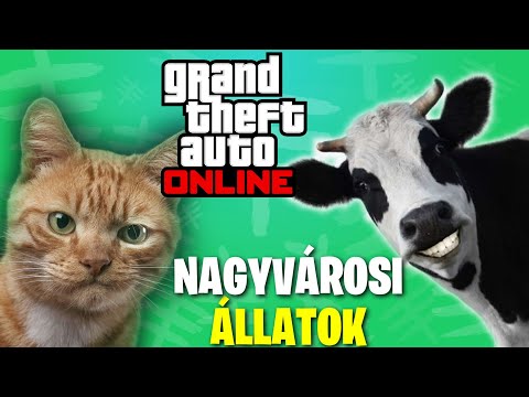 Videó: Legjobb Nagyvárosi