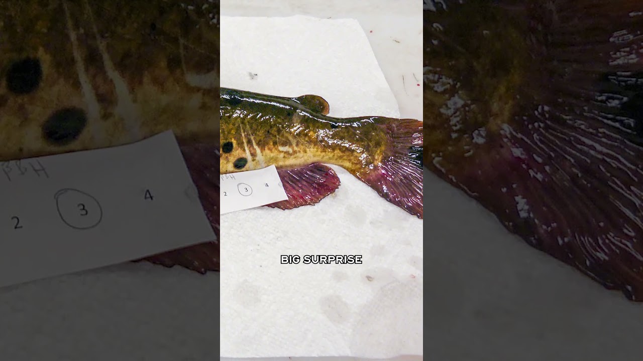 These catfish have cancer!