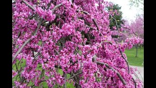 Eastern Redbud | Redbud trees in KY Redbud Trees In Bloom