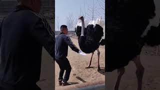 ostrich dance