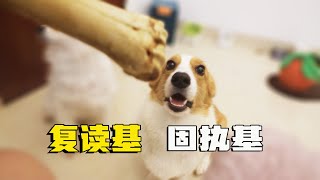 狗狗会说话，狗狗为了吃骨头，都变成“复读基”了！ by 习小喵 27 views 2 years ago 1 minute, 47 seconds