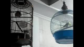 Burung Kutilang rasa Love Bird (LB) crecet panjaanngg