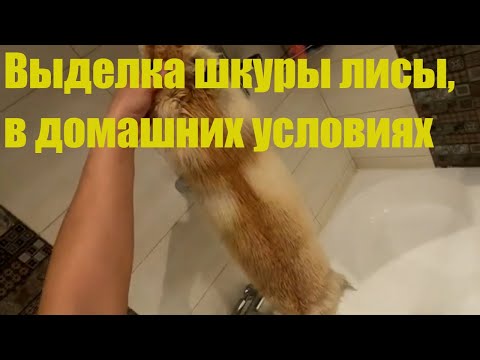 Выделка шкуры лисы