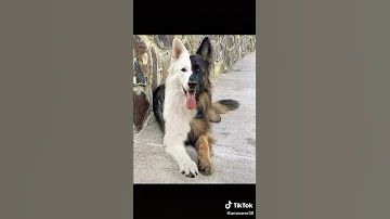 مهرجان مليش انا في الأيام مرسوم علي وشي الابتسامة في حالات واتس اكشن ٢٠٢٠ 