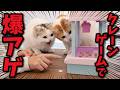 おもちゃのクレーンゲームで猫のおやつをゲットした結果…