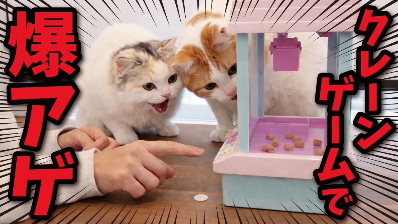 I won some cat treats from a toy crane game, and here's what