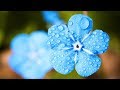 雨の音 3時間 (音フェチ・作業用BGM)