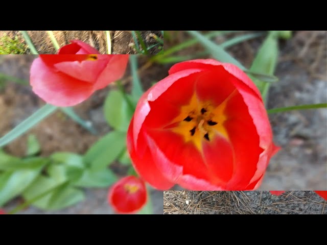 thumbnail img16x9