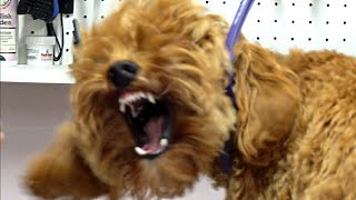 Spicy dog throws tantrum at groomers