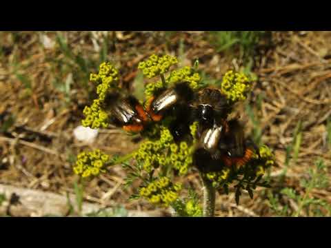 ხოჭო Eulasia chrysopyga