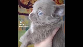 VID 43520728 115509 568