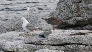 Herring Gull harassed by juvenile, persistently. Star Island, NH 9/2/23