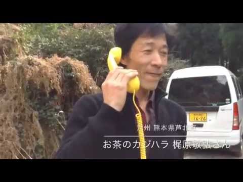 【日本茶でおもてなし】日本古来の伝統茶【釜炒り茶】の生産者・梶原敏弘さんが育てる【山茶】のお茶畑へ（九州 熊本県芦北町）