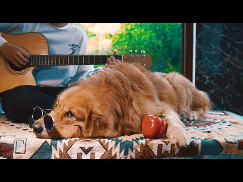 GẶP NHƯNG KHÔNG Ở LẠI ( Acoustic Cover ) Hiền Hồ Ft. Vương Anh Tú | Bun & Orin Cover