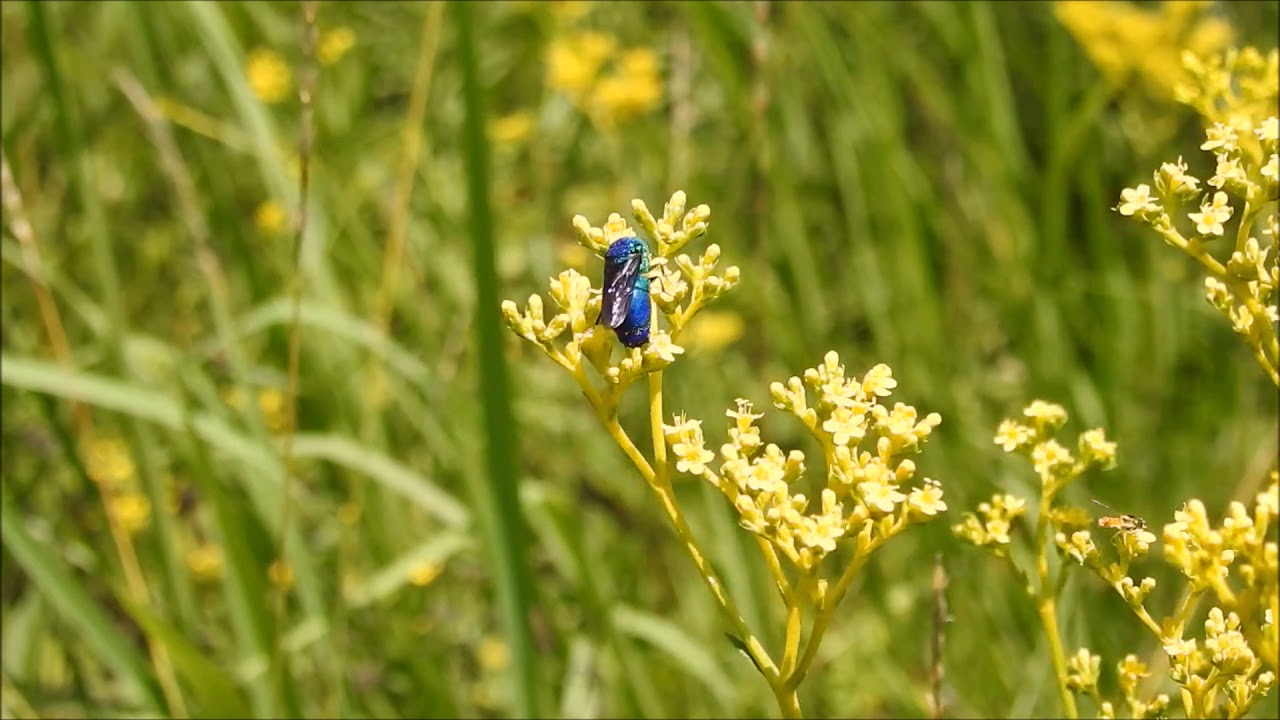 ムビる13697 オオセイボウ ooseibou