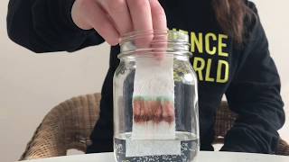 Colourful Chromatography! (Easy At-Home Science for Kids)