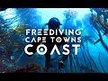 Freediving cape towns coast