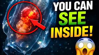 The Animal With Transparent Skin  The 7 Minute Deep Dive