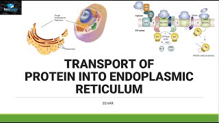 Transport of Protein In Endoplasmic Reticulum