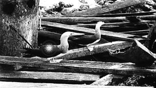 Birds, palm trees and surf at Clipperton Island during Byrd expedition. HD Stock Footage