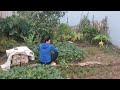 With care she harvests lettuce and spinach her fingers nimble and gentle