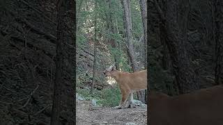 Did You Know Mountain Lion's Make This Sound?