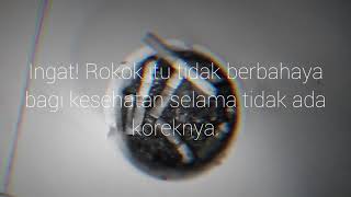 Toni q Rastafara - sebatang rokok story WA keren